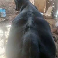 گوساله نره سوپر گوشت|حیوانات مزرعه|گچی, |دیوار