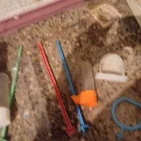 قفس عروس هلندی|لوازم جانبی حیوانات|بلداجی, |دیوار