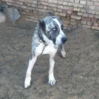 سگ والاغ|سگ|روداب, |دیوار