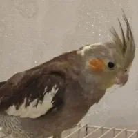 عروس هلندی|پرنده|مشهد, رده|دیوار