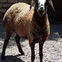 کاورتخمی