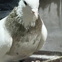 فروشی نر  اجری کرم  خال سیاه