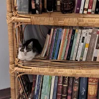 واگذاری رایگان بچه گربه (دختر) ۲ ماهه