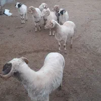 فروش گوسفندنر وماده چاق|حیوانات مزرعه|شاندرمن, |دیوار