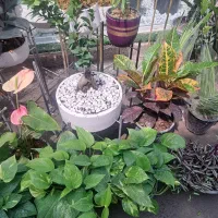 تعویض گل در منزل