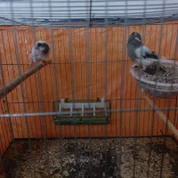 قناری نرو ماده تخم دار