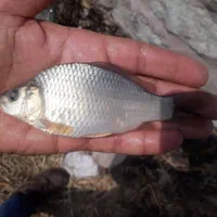 بچه ماهی مناسب استخرهای کشاورزی