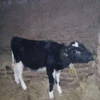 گاو و گوساله|حیوانات مزرعه|صومای برادوست, |دیوار