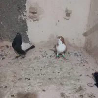 دوتا صید شب