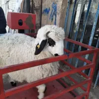 *گوسفند*زنده فروشی پایتخت ارسال به مناطق کرج