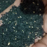 بذر پیاز فلات