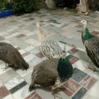 فروش4تاجوجهطاوس