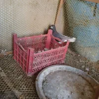 کفتر رنگ قهوه|پرنده|کازرون, |دیوار