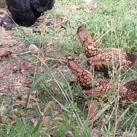 مرغ های اصل وزینتی|حیوانات مزرعه|مشگین شهر, |دیوار