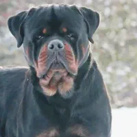 واگذاری روتوایلر