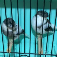 قناری گلاستر|پرنده|ری, هاشمآباد|دیوار