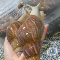 فروش حلزون طبی