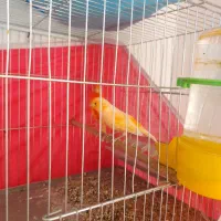 قناری|پرنده|مبارکه, |دیوار