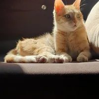 گمشده