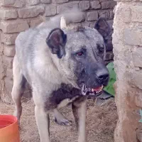 سگ گمشده|حیوانات|زنجان, |دیوار