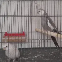 جفت عروس هلندی