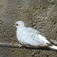 پرنده. مرغ عشق.فنچ .کبوتر خانگی.کوتوله