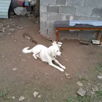 واگذاری‌ رایگان