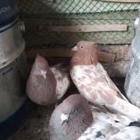 سینه سرخ و زرد