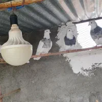 کبوتر طوقی|پرنده|اصفهان, سرشبادران|دیوار