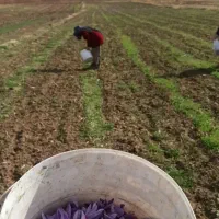 زعفران