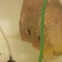 ماهی دیسکس جفت مولد اور سایر