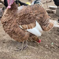 بوقلمون و خروس