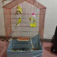 ۶عددمرغ عشق|پرنده|ایلام, |دیوار