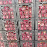 ۱۹تن انارشهررضا در سردخانه ی ویلاشهر