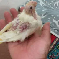 جوجه عروس هلندی سرلاکی