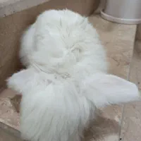 خرگوش لپ هلندی|موش و خرگوش|پاکدشت, خاتون آباد|دیوار