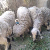 گوسفند‌ ۴‌ تا‌ دونه‌ ۱۵‌ میابون‌ پنصد‌