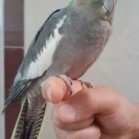 عروس هلندی بالغ