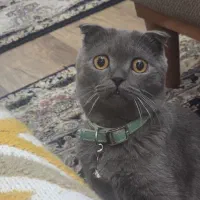 گربه اسکاتیش نر