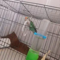 کوتوله برزیلی رنگ باز