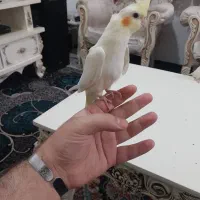 عروس هلندی لوتینو چشم شرابی رام و دستی