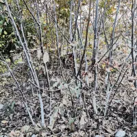 نهال گردو و انگور و بید مجنون|خدمات باغبانی و درختکاری|نوشین شهر, |دیوار