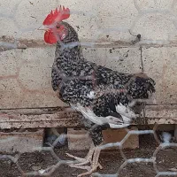 خروس جوان