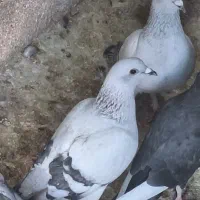 سبز کلاغ آس|پرنده|یزدان شهر, |دیوار