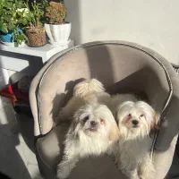 دو تا سگ پا کوتاه