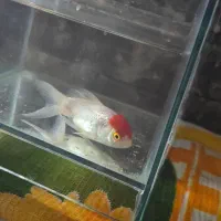 ماهی گلدفیش