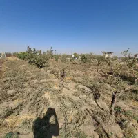باغ و باغچه|فروش دفتر صنعتی، کشاورزی، تجاری|نظرآباد, نجم آباد|دیوار
