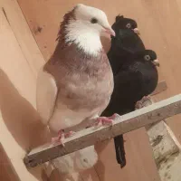 ۳ عدد کبوتر