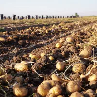 100تا200جریب-زمین-کشاورزی