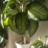 گل دیفن   خیلی زیبا  به دلیل جابجایی فروخته میشود|گل و گیاه طبیعی|سقز, |دیوار